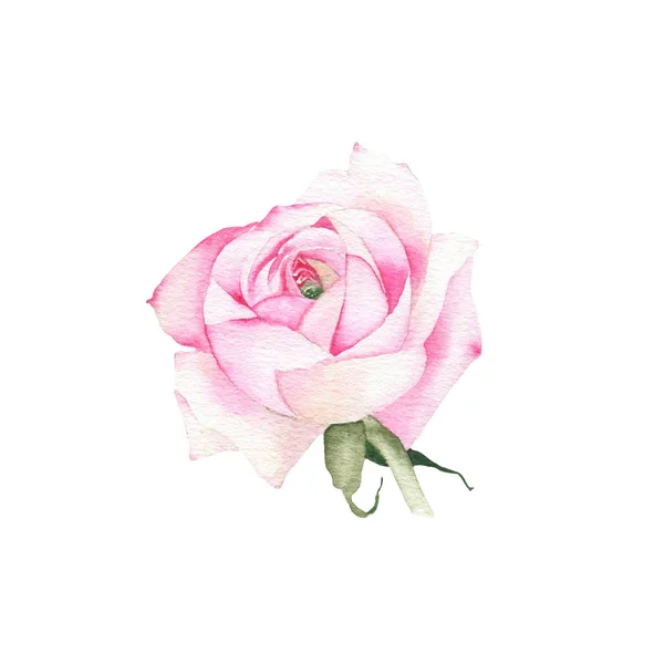 Watercolor pink rose flower plant herb spring flora isolated — Stock Photo, Image