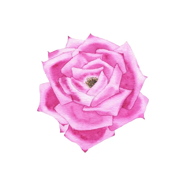 Aquarelle violet rose bourgeon fleur plante herbe printemps flore isolé — Photo