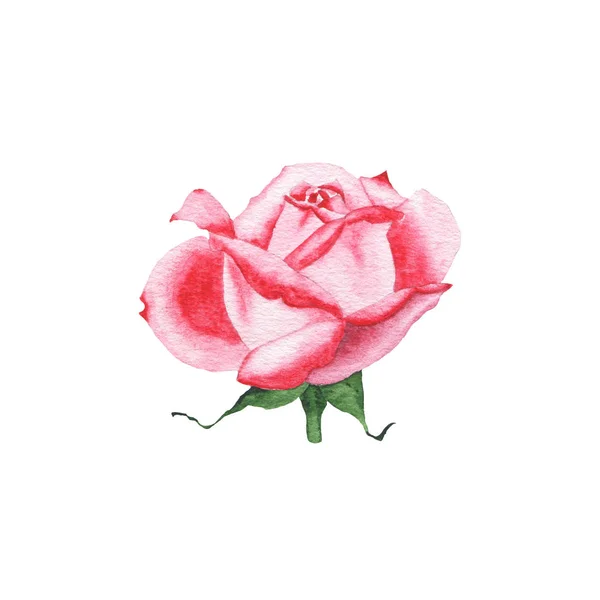 Akwarela czerwony flora kwiat na białym tle rose roślina wiosna zioło — Zdjęcie stockowe