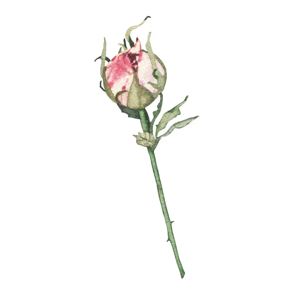 Suluboya pembe gül tomurcuk çiçek bitki bitki bahar flora izole — Stok fotoğraf