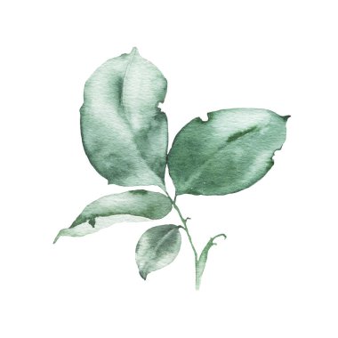 Suluboya yeşillik çiçek gül yaprağı bitki orman