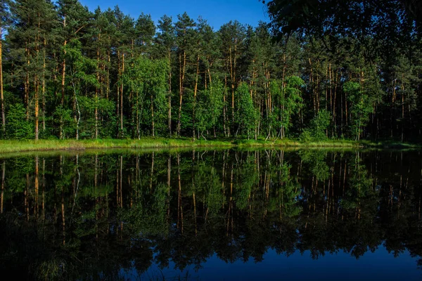 Orman Mavi Göle Yansıyor Arka Plan — Stok fotoğraf