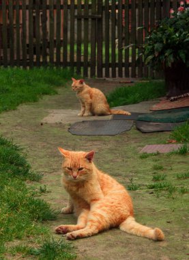 Köyün yolu üzerinde iki kırmızı kedi sit. Klas manzara. Arka plan.