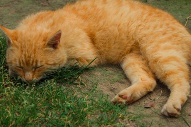 Köyün yolu üzerinde iki kırmızı kedi sit. Klas manzara. Arka plan.