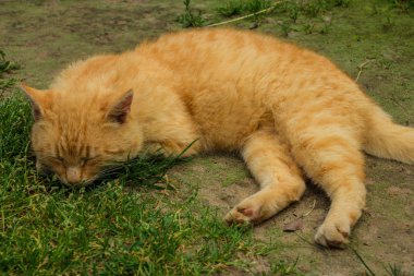 Köyün yolu üzerinde iki kırmızı kedi sit. Klas manzara. Arka plan.