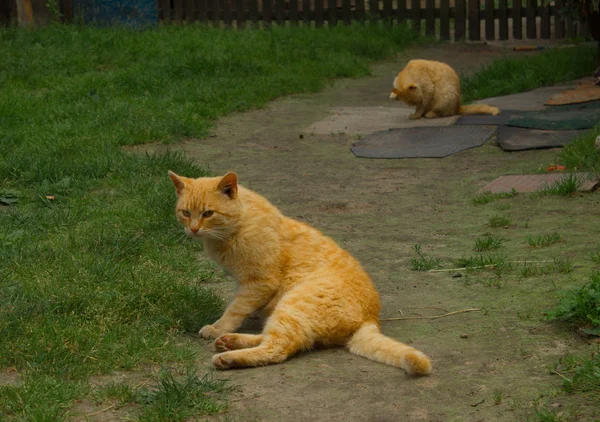 Røde Katte Sidder Stien Landsbyen Klassisk Landskab Baggrund - Stock-foto