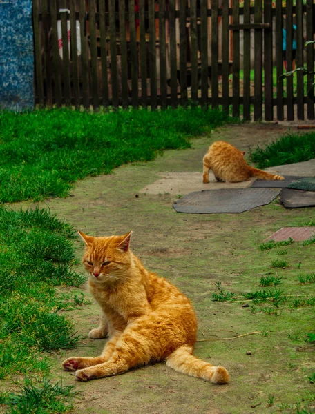 Dos Gatos Rojos Sientan Camino Del Pueblo Paisaje Elegante Contexto — Foto de Stock