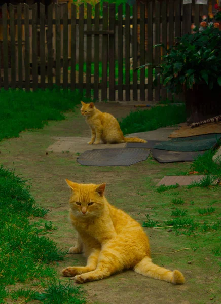 Dos Gatos Rojos Sientan Camino Del Pueblo Paisaje Elegante Contexto — Foto de Stock