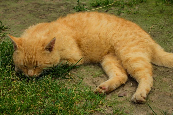 Köyün yolu üzerinde iki kırmızı kedi sit. Klas manzara. Arka plan.