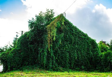 Ev gökyüzü Ivy ile kaplıdır. Peri evi. Arka plan.