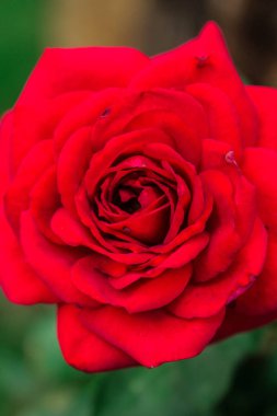 Dokuma saksının içinde güzel parlak çiçekler.