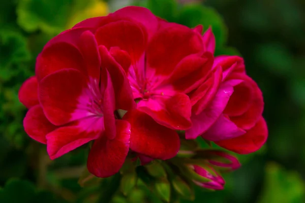 Όμορφα Φωτεινά Λουλούδια Μια Γλάστρα Υφαντά — Φωτογραφία Αρχείου