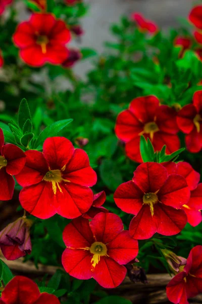 明るい花が美しい編まれた植木鉢 — ストック写真