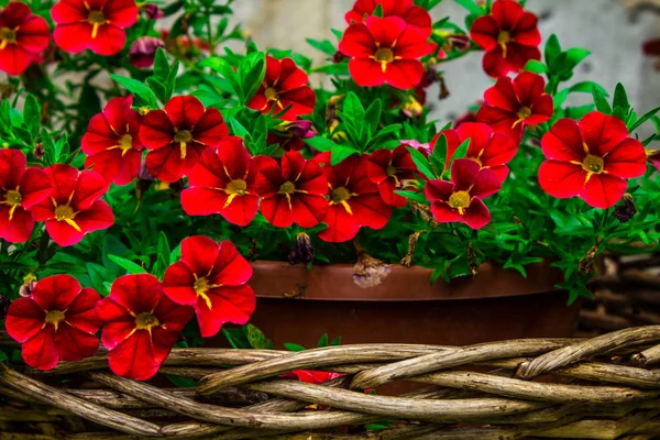 Hermosas Flores Brillantes Una Maceta Tejida —  Fotos de Stock