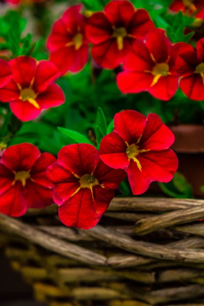Szép Fényes Virágok Egy Fonott Virágtartó — Stock Fotó
