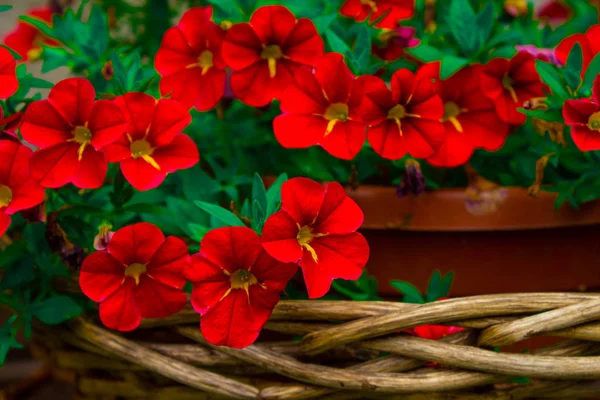 Яркие Цветы Цветочном Горшке — стоковое фото
