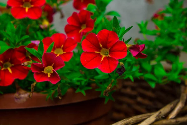 明るい花が美しい編まれた植木鉢 — ストック写真
