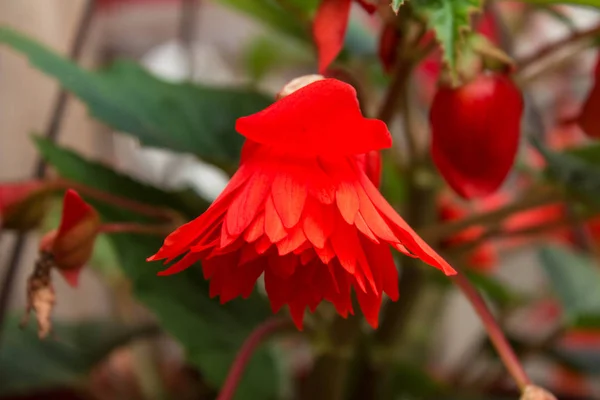 明るい花が美しい編まれた植木鉢 — ストック写真