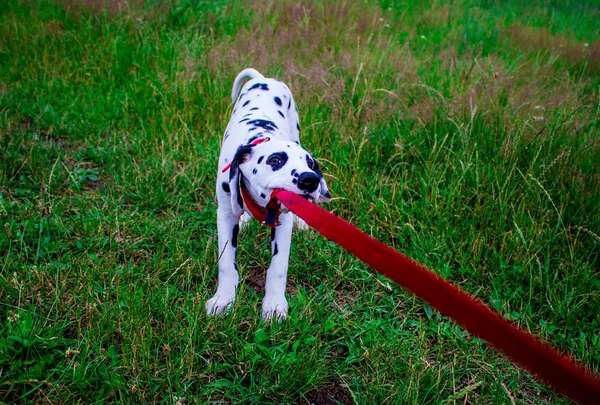 Sull Erba Piccolo Cane Dolmatina Primo Piano — Foto Stock