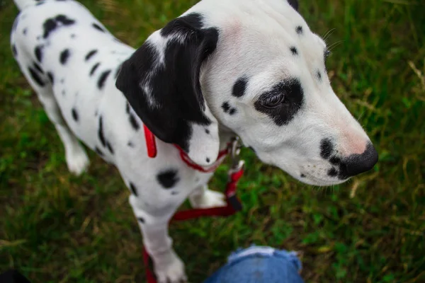 Sull Erba Piccolo Cane Dolmatina Primo Piano — Foto Stock