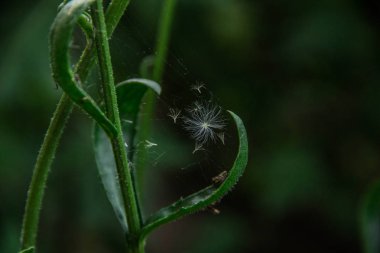 Web çim. Örümcek ağı üzerinde. Arka plan.