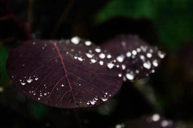 Yapraklarda inci çiy.