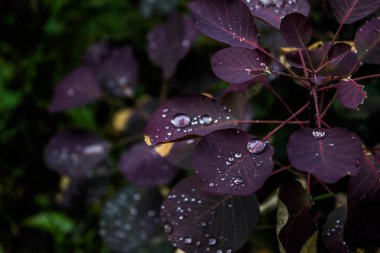 Yapraklarda inci çiy.