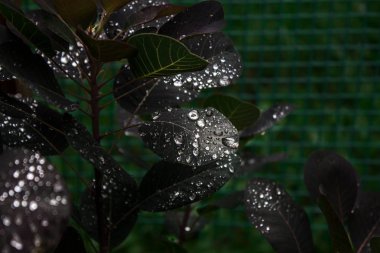 Yapraklarda inci çiy.