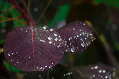 Yapraklarda inci çiy.