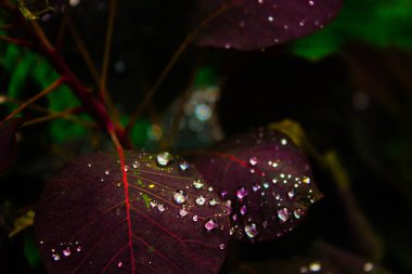 Yapraklarda inci çiy.