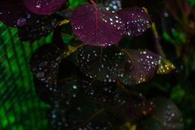 Yapraklarda inci çiy.