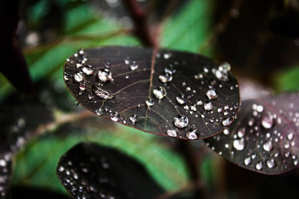Pearl dew on leaves.