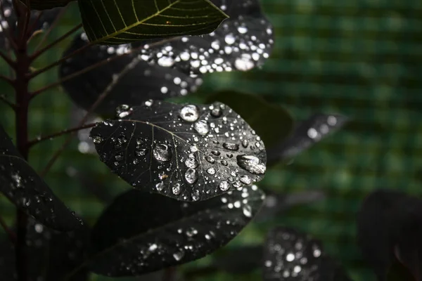Жемчужная Роса Листьях — стоковое фото