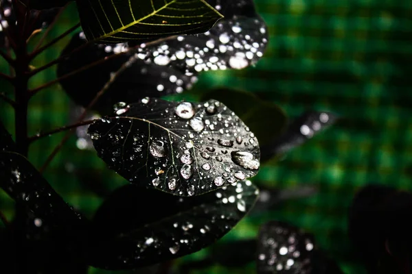 Жемчужная Роса Листьях — стоковое фото