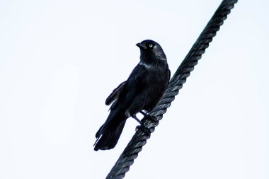 Beyaz zemin üzerinde bir ip üzerinde oturan küçük karga kuş. Gurur kuş.