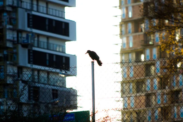 住宅と空の背景に対してポールに座っている鳥 — ストック写真