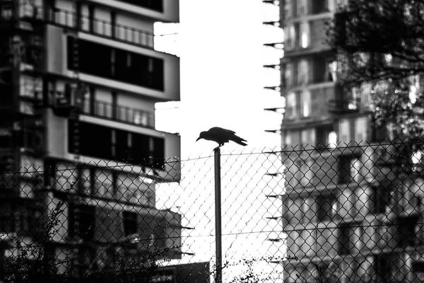 Pájaro Sienta Poste Sobre Fondo Las Casas Cielo — Foto de Stock