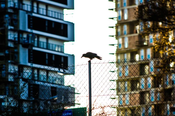 Pássaro Senta Pólo Contra Fundo Casas Céu — Fotografia de Stock