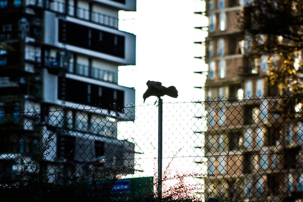 Vogel Zit Een Paal Tegen Achtergrond Van Huizen Hemel — Stockfoto