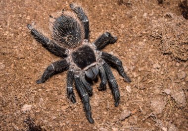 Çakıl taşları - Obraz kıllı örümcek ayakta