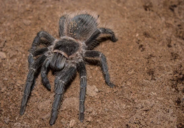 站在鹅卵石上的毛茸茸的蜘蛛 奥布拉兹 — 图库照片