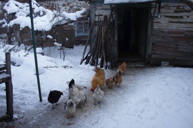 Tavuk eski evin yanında.