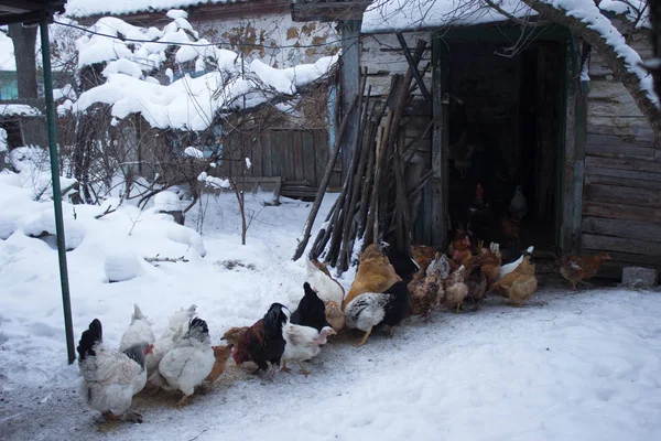 Poulets Près Vieille Maison — Photo