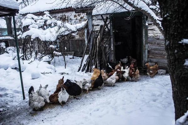 Csirkék Régi Ház Közelében — Stock Fotó