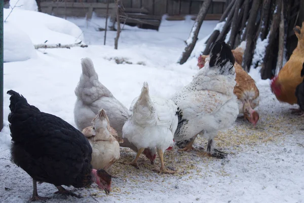 Csirkék Régi Ház Közelében — Stock Fotó