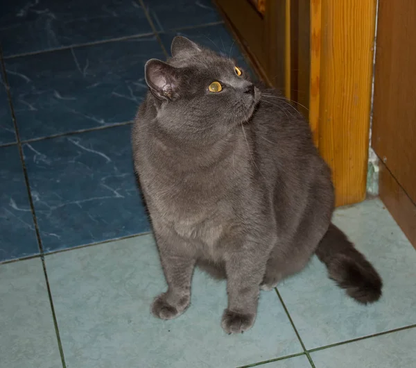 Gray beautiful cat. Gray beautiful cat. A cat with big eyes.