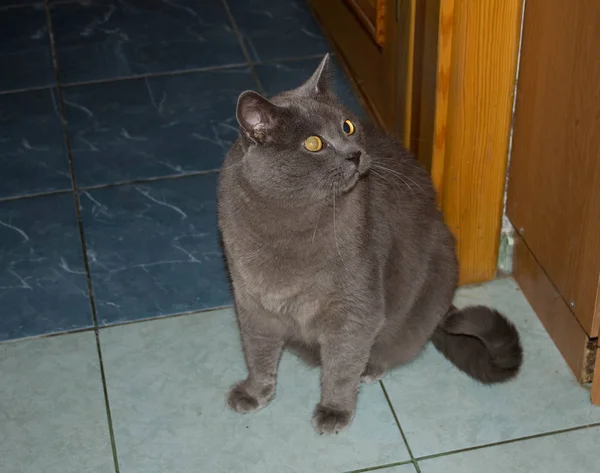 Gray beautiful cat. Gray beautiful cat. A cat with big eyes.