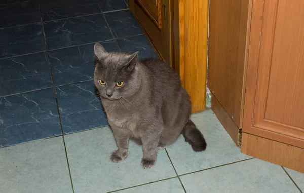 Gray beautiful cat. Gray beautiful cat. A cat with big eyes.