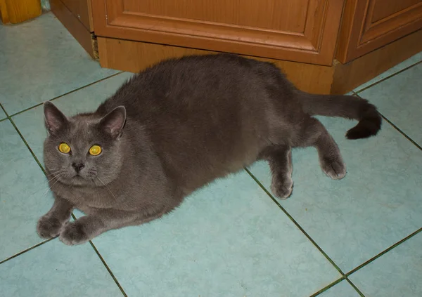 Серый Красивый Кот Серый Красивый Кот Кошка Большими Глазами — стоковое фото
