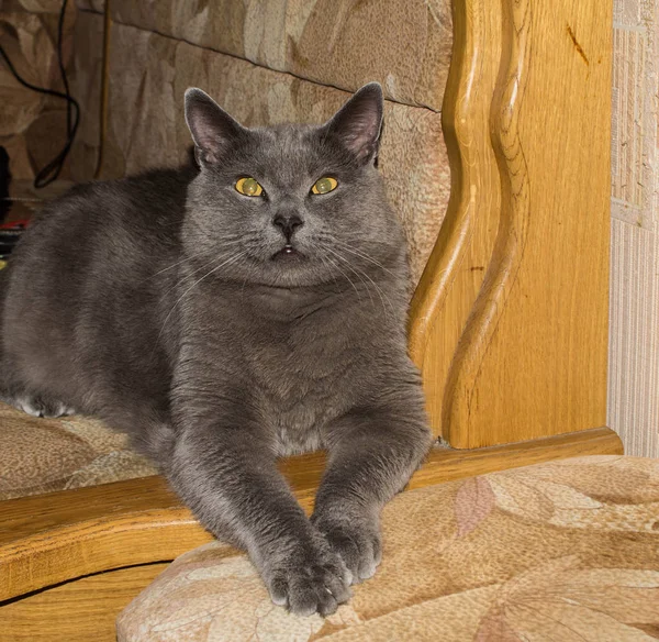 Gato Hermoso Gris Gato Hermoso Gris Gato Con Ojos Grandes — Foto de Stock